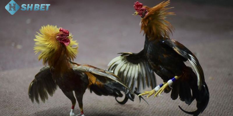 Đá gà online là gì?