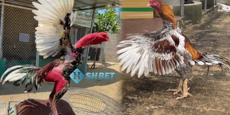 Bật mí những bí kíp đá gà thành công từ các cao thủ