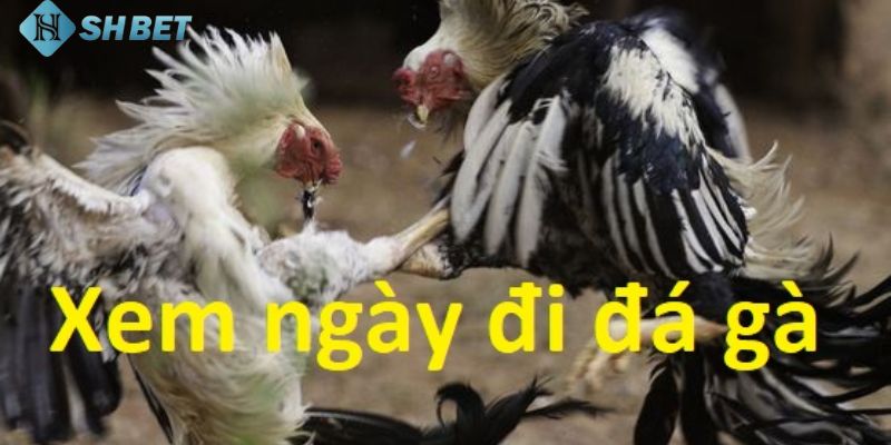 Ý nghĩa của việc áp dụng cách xem ngày đá gà