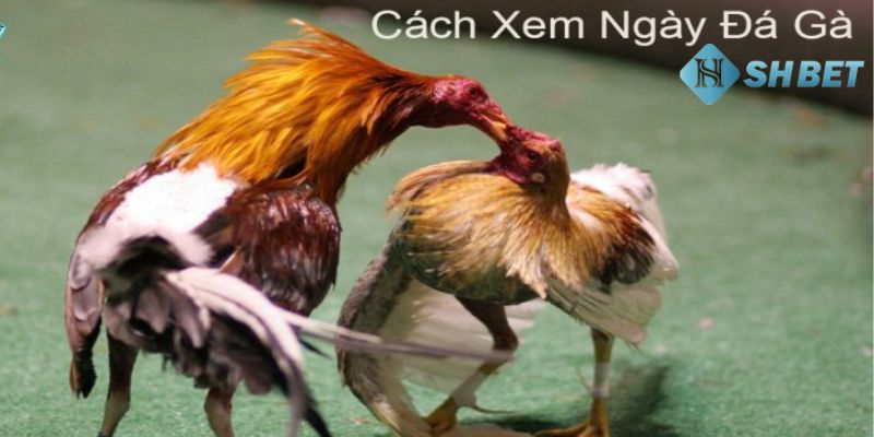 Cách xem ngày đá gà theo mùa