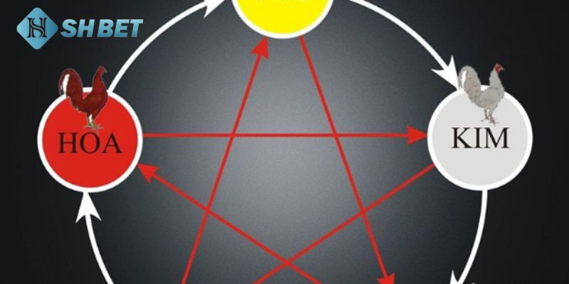 cách xem ngày đá gà