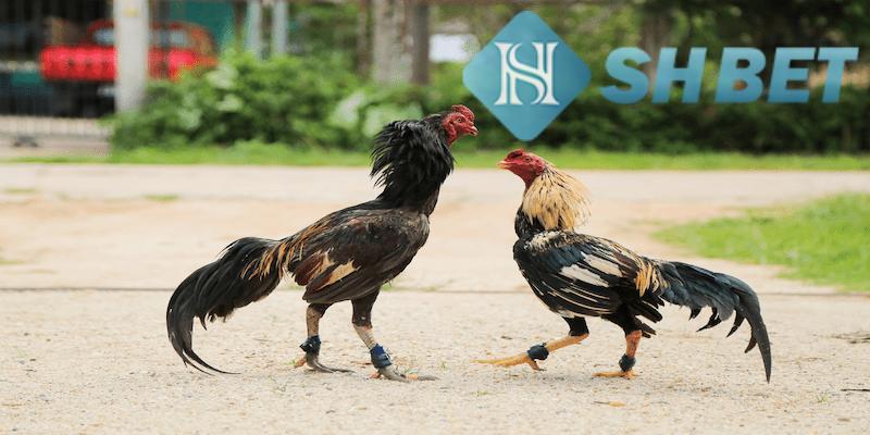 Tổng quan về sảnh đá gà tại nhà cái