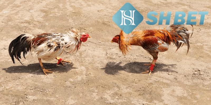 Quy trình tường thuật trực tiếp chiến kê