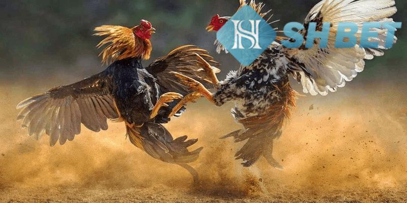 Các thể loại chơi gà đang hot