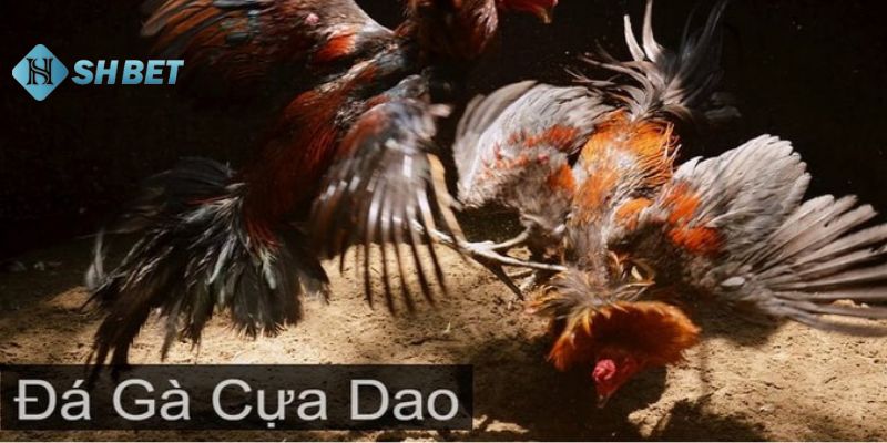 Tìm hiểu tổng quan về đá gà cựa dao là gì?