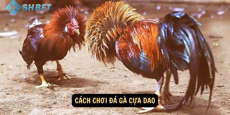 Khám phá chi tiết về luật chơi đá gà cựa dao đơn giản