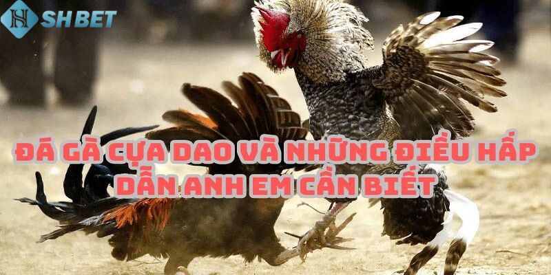 Theo dõi nhiều trận đấu trong thời gian ngắn