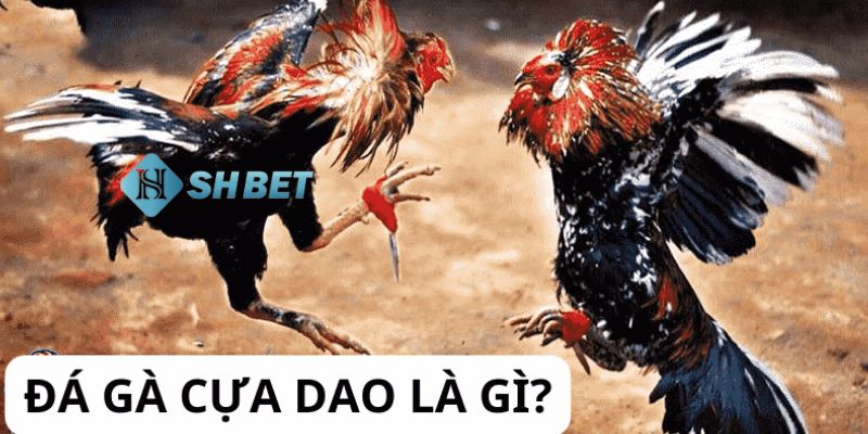 đá gà cựa dao