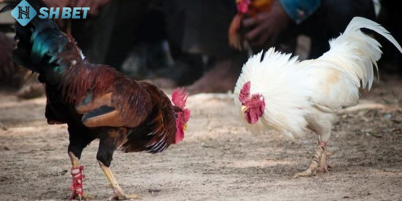 Xem trực tiếp đá gà mỹ: Tận hưởng cảm giác hồi hộp trên Shbet