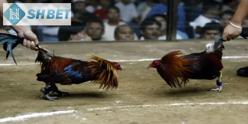 Lựa chọn Shbet xem đá gà trực tuyến mỗi ngày