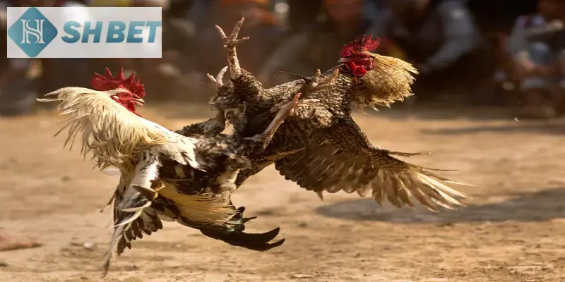 Đá gà cựa dao và cựa sắt có sự khác biệt nhất định
