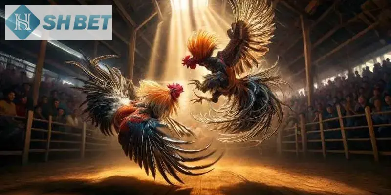 Đá gà casino chuyên nghiệp, thu hút hàng triệu người hâm mộ