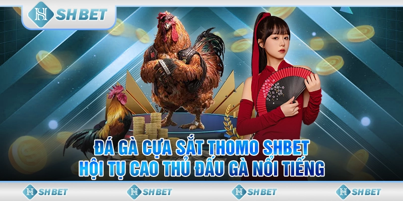 đá gà cựa sắt thomo