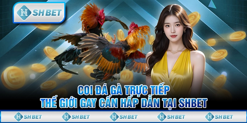 Coi Đá Gà Trực Tiếp - Thế Giới Gay Cấn Hấp Dẫn Tại SHBET