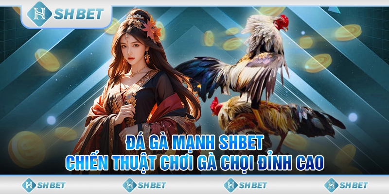 Đá Gà Mạnh SHBET - Chiến Thuật Chơi Gà Chọi Đỉnh Cao