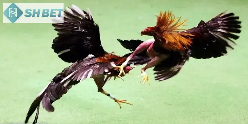 Coi đá gà online thả ga mỗi ngày cùng SHBET