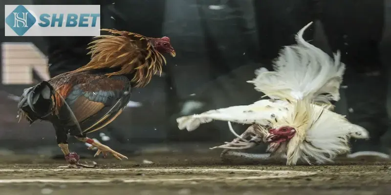 Xem lại trận đấu đá gà trực tiếp dễ dàng mỗi ngày