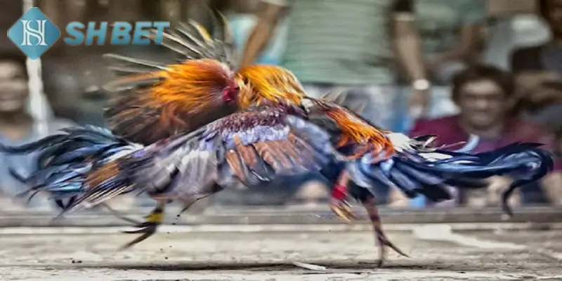 Áp dụng chiến thuật chọn thời điểm ra đòn hợp lý khi đá gà