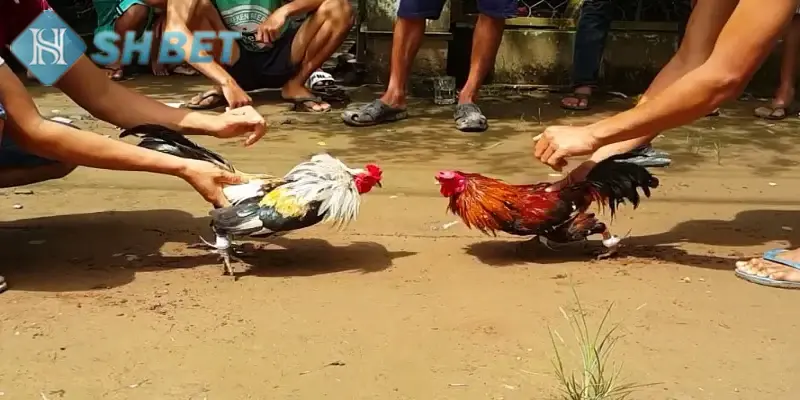 Người chơi cần huấn luyện gà chọi để chiến thắng