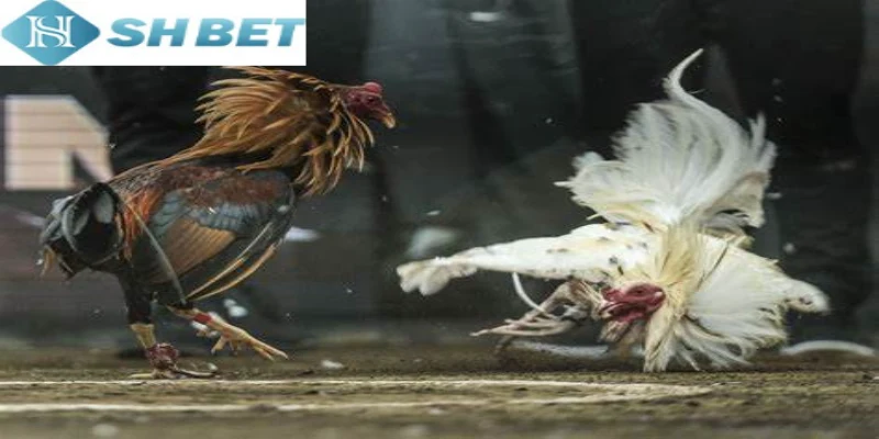 Tham gia Đá gà Philippines mỗi ngày nhận tiền thưởng khủng