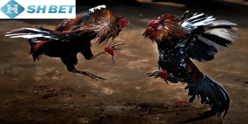 Luật chơi chọi gà Philippines hiện nay cực đơn giản