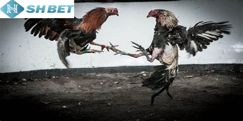 Hiện nay bạn có thể xem trực tiếp chọi gà philippines ở SHBET