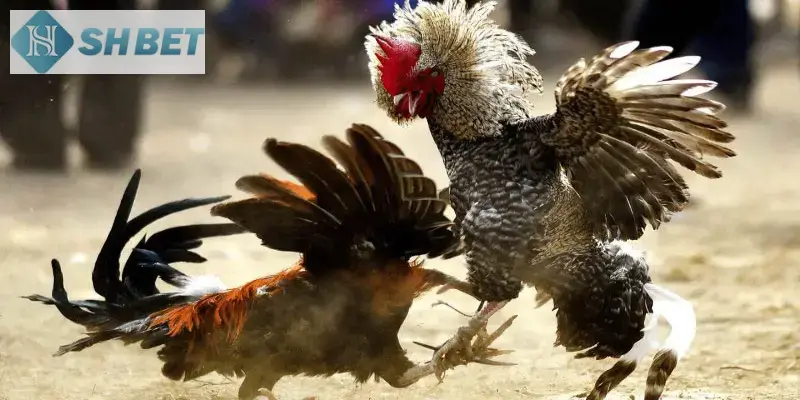 Sức hút của chọi gà cựa sắt hiện nay không thể bàn cãi