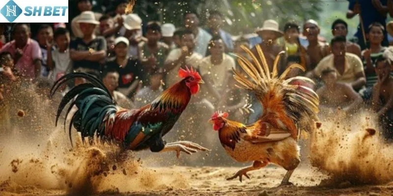 Hiện nay có nhiều loại cựa sắt trong đá gà phổ biến thị trường