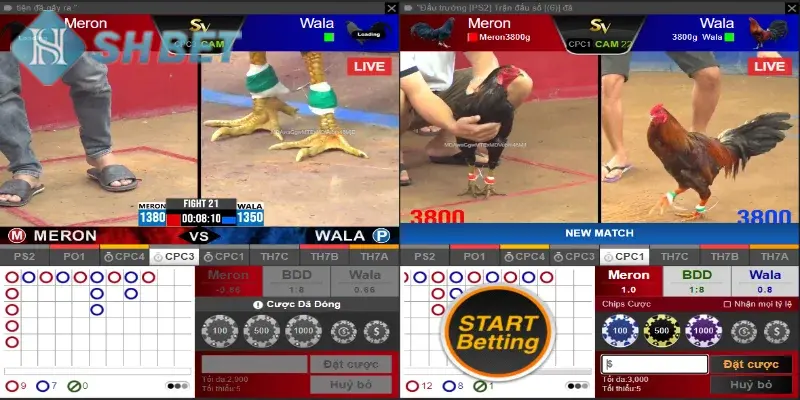 Thả ga xem đá gà trên mạng mỗi ngày trên hệ thống online