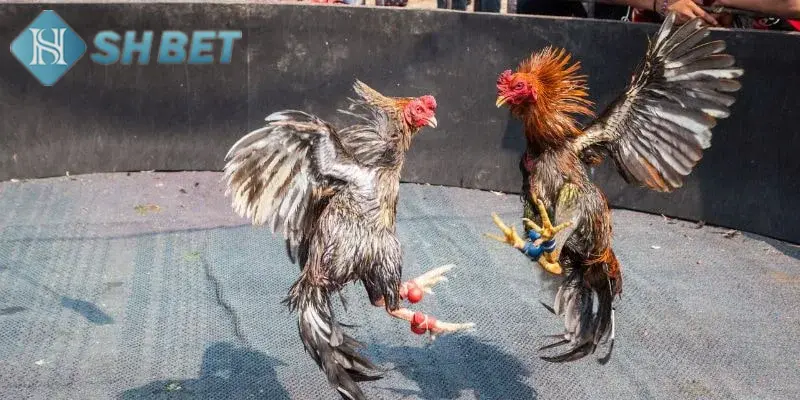 Cá cược chọi gà trực tuyến không giới hạn mỗi ngày