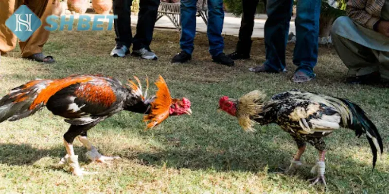 Hãy chọn SHBET để xem đá gà trực tuyến mỗi ngày