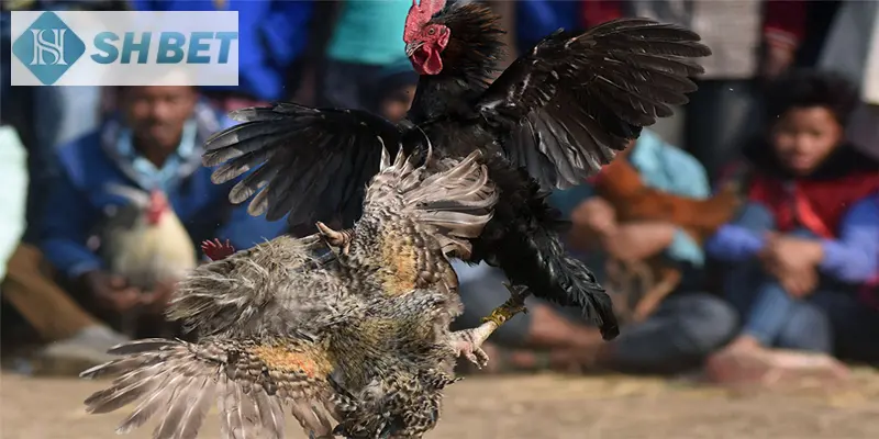 Đá gà cựa sắt là hình thức thi đấu gà chiến cực nổi tiếng thị trường