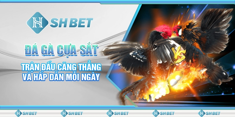 Đá Gà Cựa Sắt: Trận Đấu Căng Thẳng Và Hấp Dẫn Mỗi Ngày