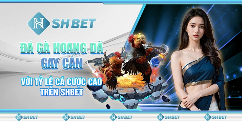 Đá Gà Hoang Dã Gay Cấn Với Tỷ Lệ Cá Cược Cao Trên SHBET