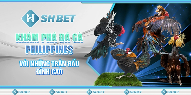 Khám Phá Đá Gà Philippines Với Những Trận Đấu Đỉnh Cao