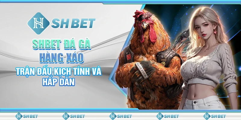 SHBET Đá Gà Hàng Xáo: Trận Đấu Kịch Tính Và Hấp Dẫn