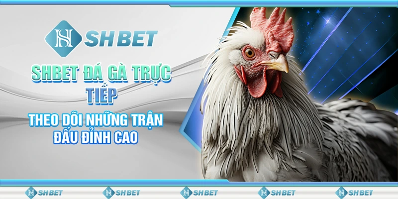 SHBET Đá Gà Trực Tiếp: Theo Dõi Những Trận Đấu Đỉnh Cao