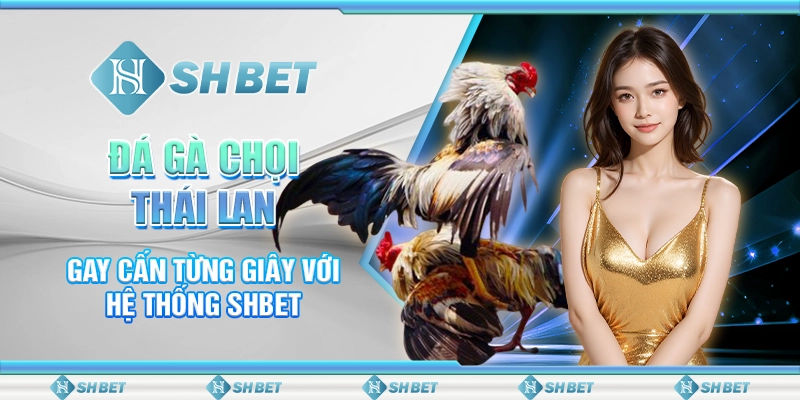 Đá Gà Chọi Thái Lan Gay Cấn Từng Giây Với Hệ Thống SHBET