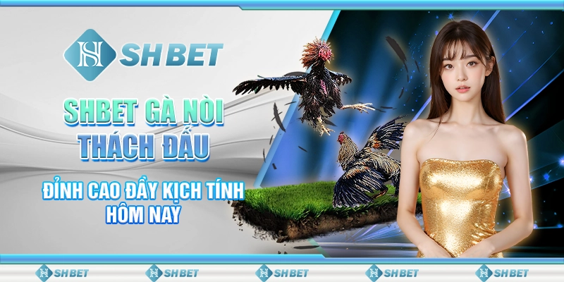 SHBET Gà Nòi Thách Đấu Đỉnh Cao Đầy Kịch Tính Hôm Nay