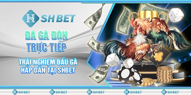 Đá Gà Đòn Trực Tiếp - Trải Nghiệm Đấu Gà Hấp Dẫn Tại SHBET