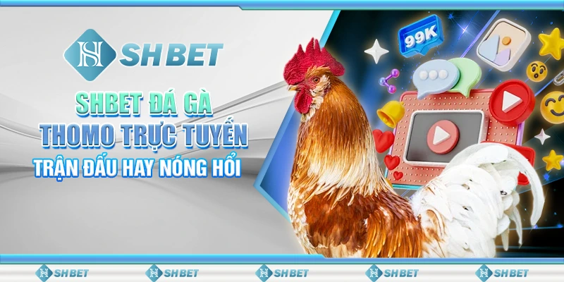 SHBET Đá Gà Thomo Trực Tuyến: Trận Đấu Hay Nóng Hổi