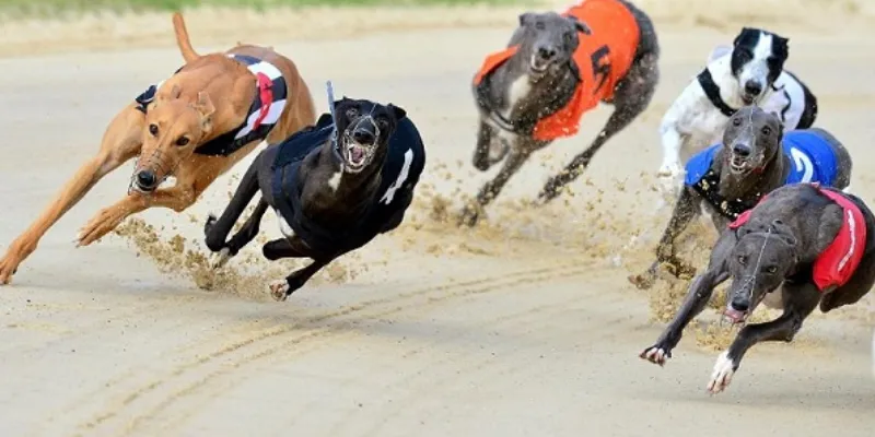 Mẹo chơi nổ hũ là gì?