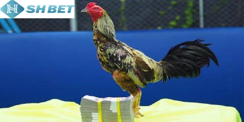 Đá gà chọi Thái Lan nổi tiếng trên toàn cầu hiện nay