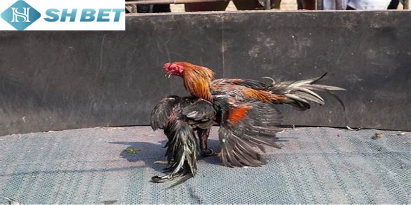 Đặc điểm nổi bật của gà chọi Thái Lan hiện nay hấp dẫn bậc nhất