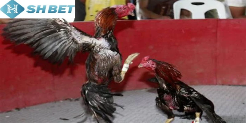 Ngày nay có những dòng gà chọi Thái Lan nổi tiếng trên thị trường