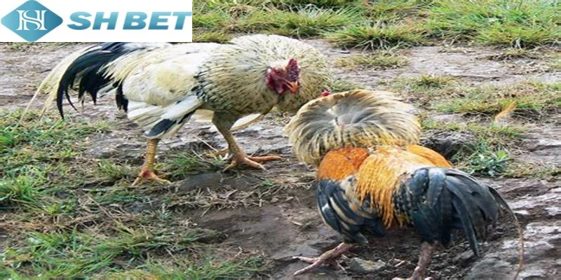 Đá gà đòn trực tiếp được hàng triệu người săn đón mỗi ngày