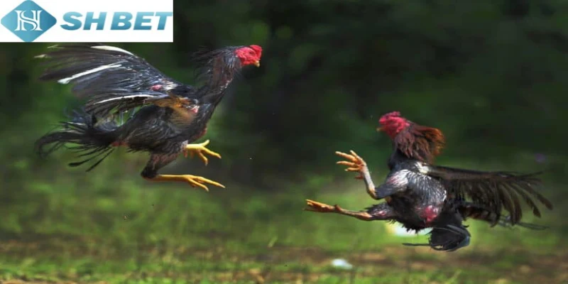 Xem đá gà trực tiếp dễ dàng với công nghệ hiện đại tại Shbet 