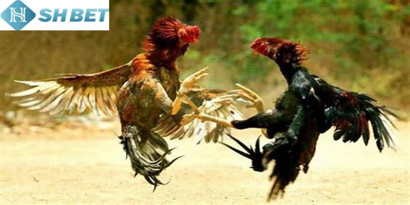 Người chơi có sự gắn kết cộng đồng qua đá gà online hiện nay 