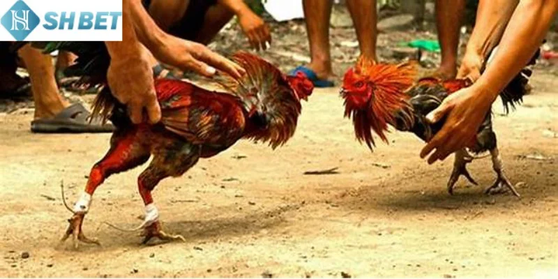 Kỹ năng cần có để thành công khi chơi chọi gà hàng xáo