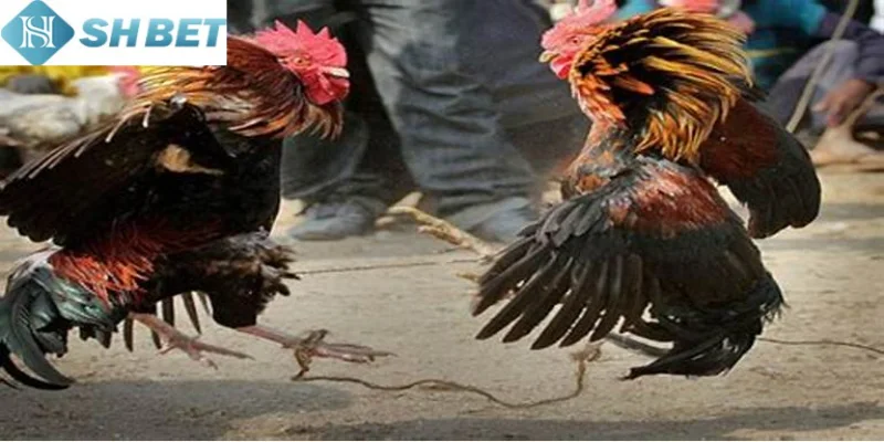 Vì sao chọi gà hàng xáo tại Shbet vẫn hấp dẫn?